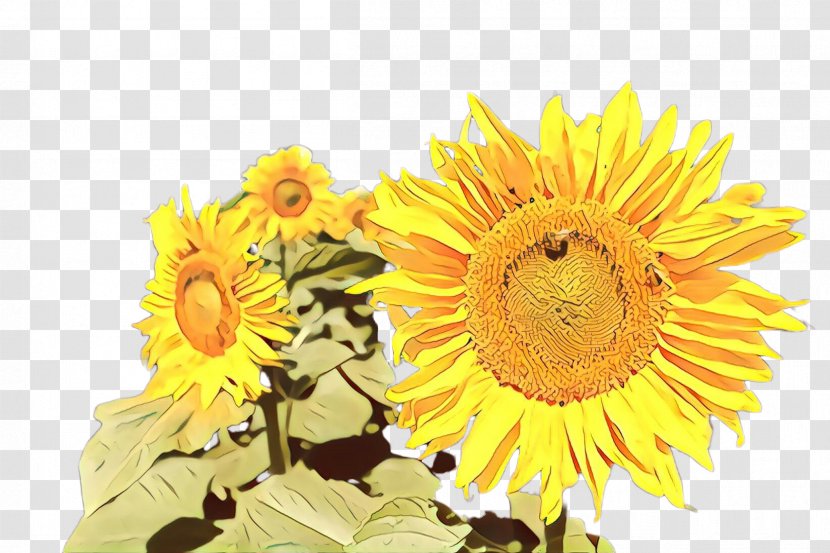 Flowers Background - Plant - Asterales Daisy Family Transparent PNG