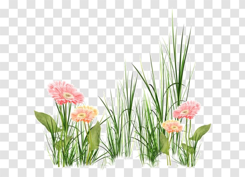 Floral Design Clip Art Grasses Flower - Digital Image Transparent PNG