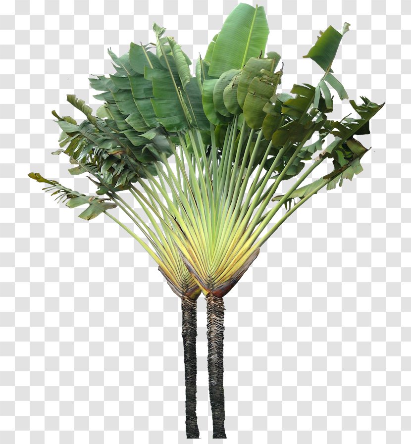 Tree Arecaceae Ravenala Madagascariensis Plant - Palm - Tropical Transparent PNG