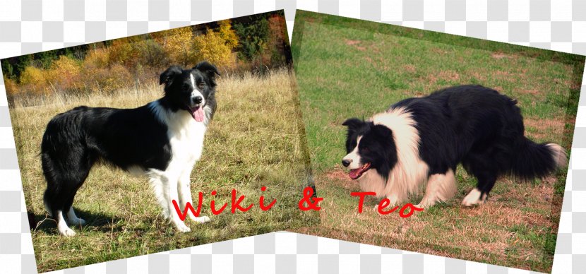 Border Collie Gorczańska Oaza Rough Dog Breed Polish Kennel Club - Teo Transparent PNG