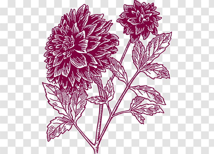 Dahlia Drawing Black And White Clip Art - Magenta - Carnation Cliparts Transparent PNG