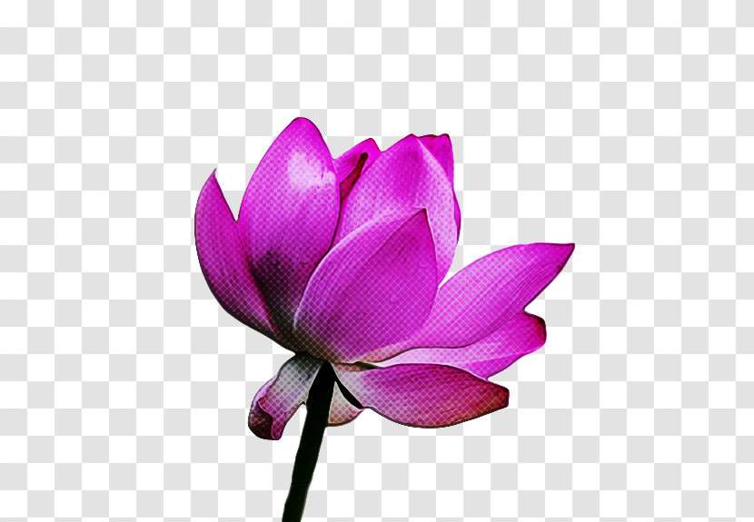 Sacred Lotus Plant Stem Herbaceous Plant Nelumbonaceae Petal Transparent PNG