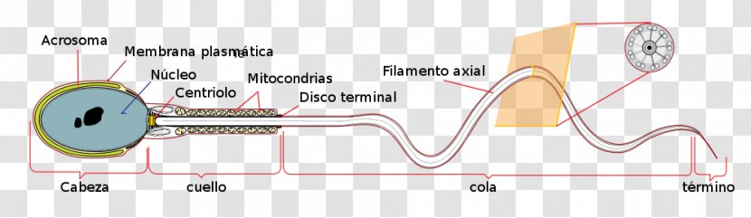 Spermatozoon Acrosome Egg Cell - Cartoon - Anatomia Transparent PNG
