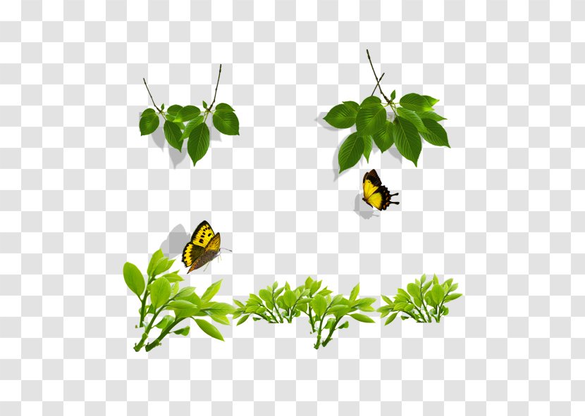 Butterfly - Plant - Green Leaf Fly Transparent PNG