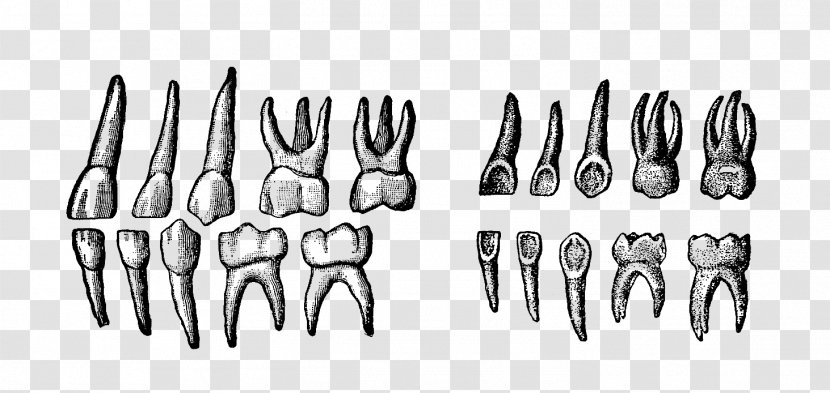 Deciduous Teeth Human Tooth - Hand - Design Transparent PNG