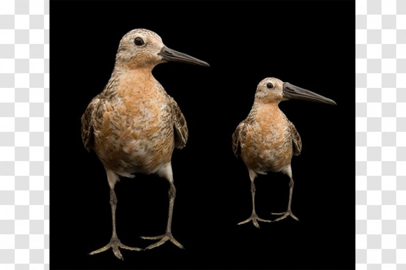Red Knot Wader Arctic Shorebirds - Fauna - Climate Change Transparent PNG