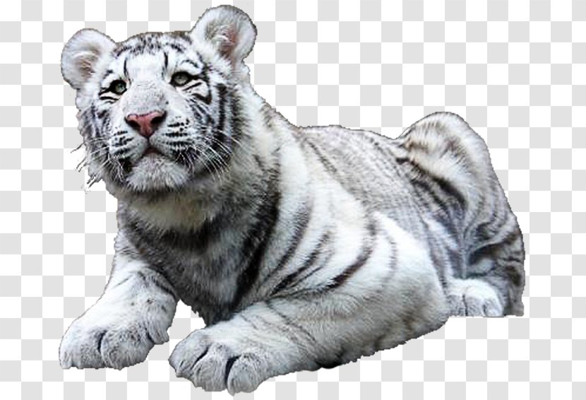 Felidae Lion White Tiger Bengal - Mammal Transparent PNG