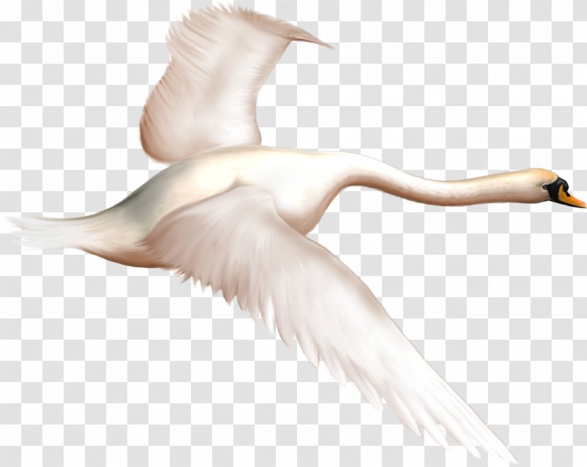 Cygnini Bird Clip Art - Water Transparent PNG