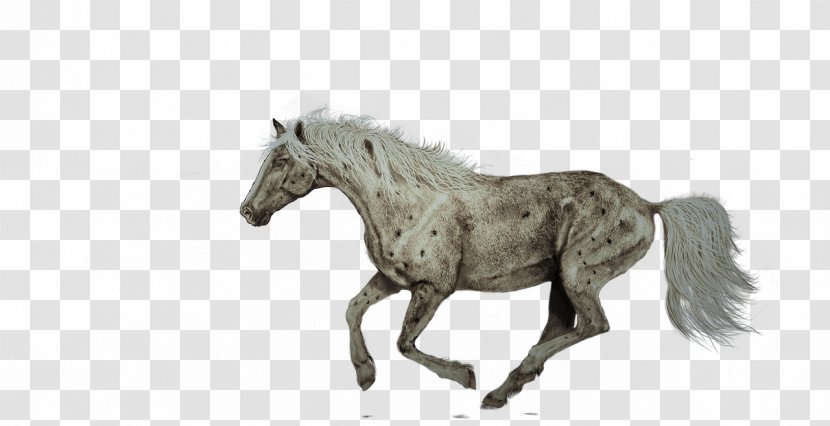 American Quarter Horse Lipizzan Shire Friesian Hanoverian - Running Transparent PNG