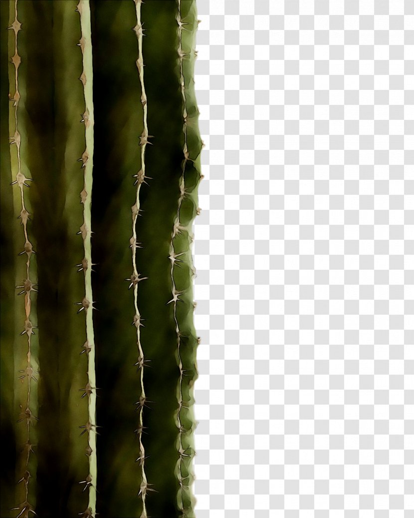 Thorns, Spines, And Prickles Vegetation Biome Plant Stem Strawberry Hedgehog Cactus - Saguaro - Acanthocereus Tetragonus Transparent PNG