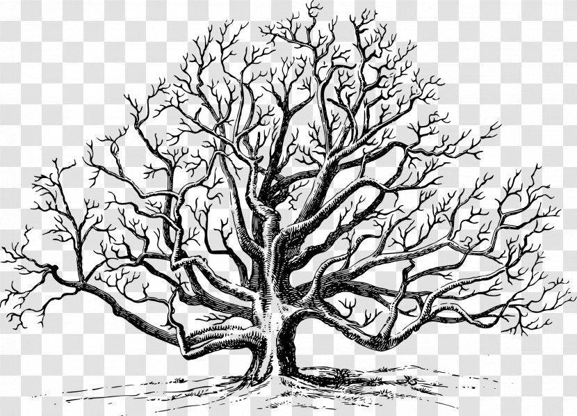 Eastern Black Walnut Tree Pruning Clip Art - Monochrome Photography - Draw Transparent PNG