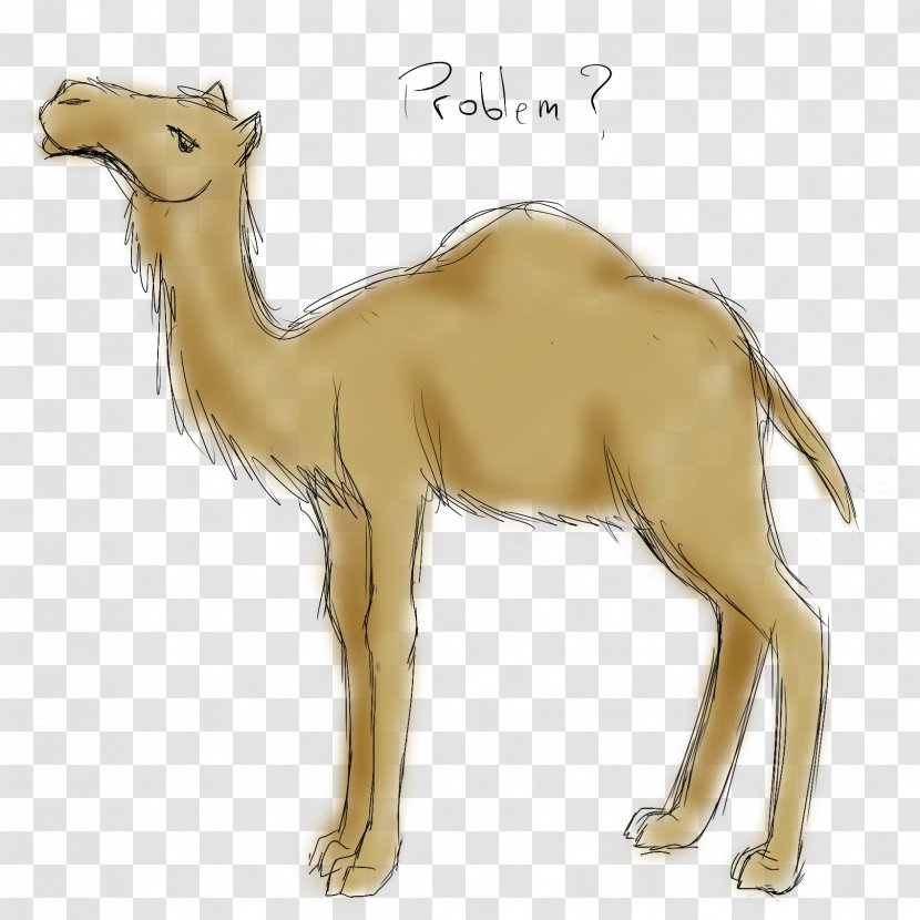 Dromedary Bactrian Camel Australian Feral Drawing Sketch - Fauna Transparent PNG