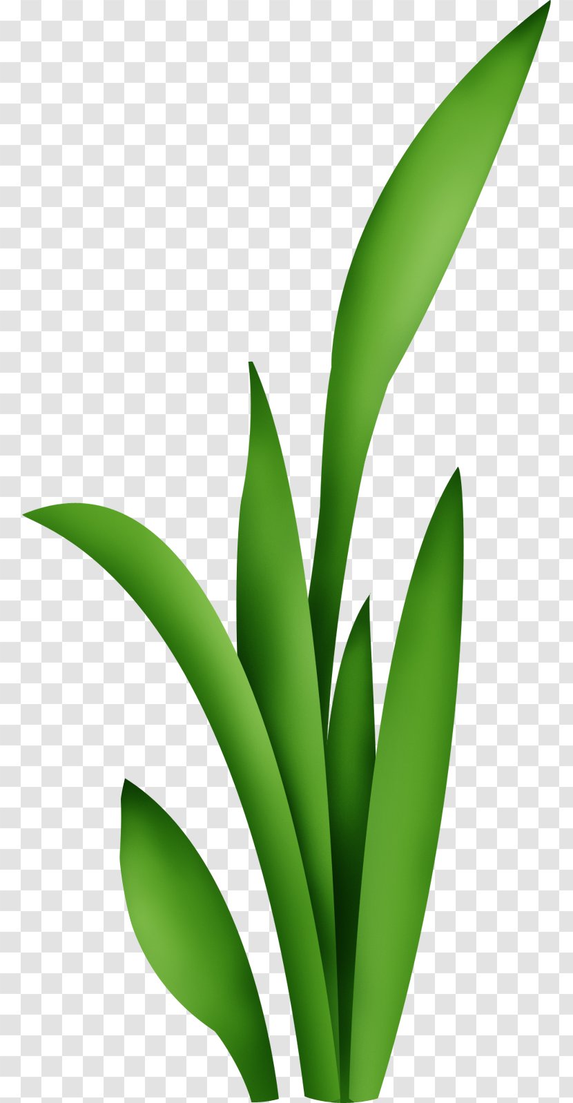 Green - Cartoon Transparent PNG