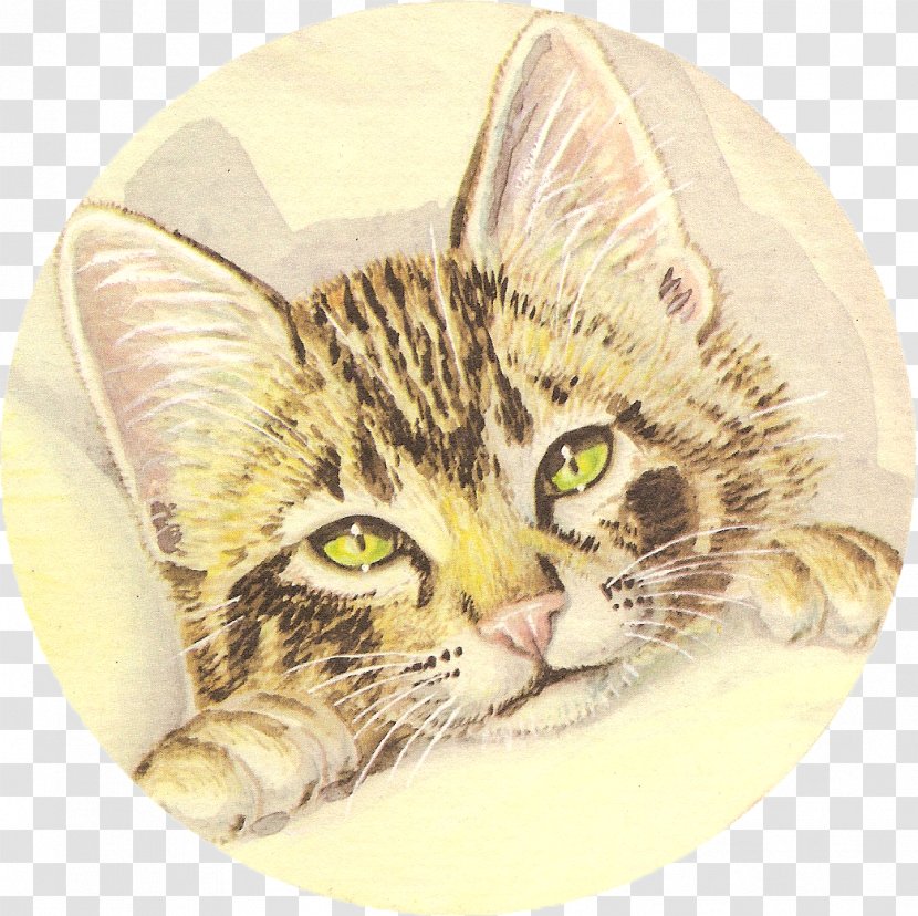 American Shorthair Tabby Cat European Dragon Li California Spangled - Fauna - Garth Williams Transparent PNG