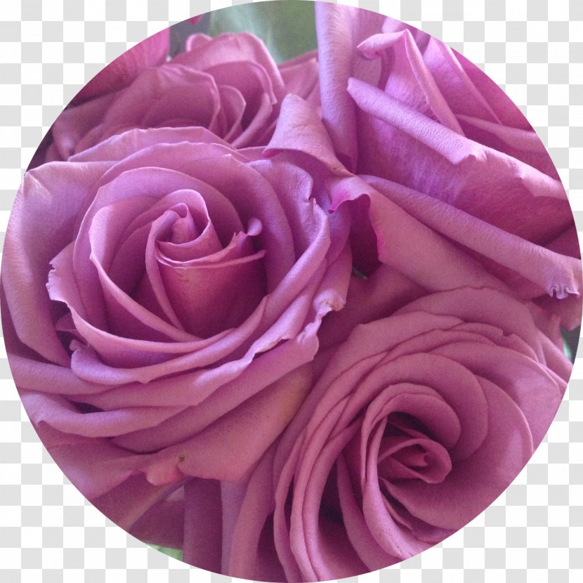 Garden Roses Centifolia Cut Flowers Flower Bouquet - Pink M Transparent PNG