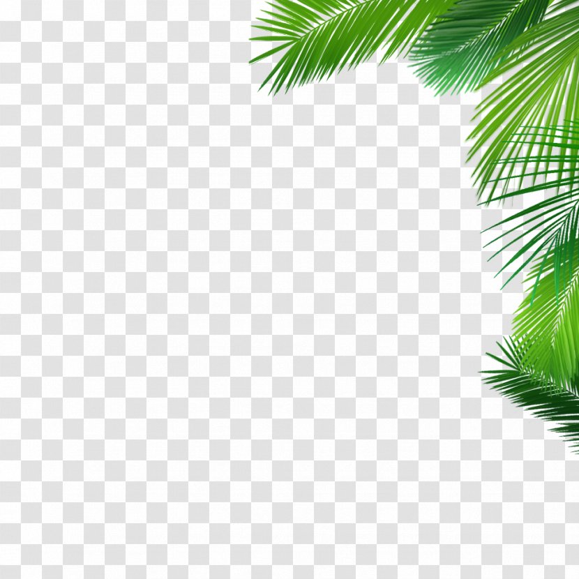 Asian Palmyra Palm Coconut Date Desktop Wallpaper Evergreen - Green Transparent PNG