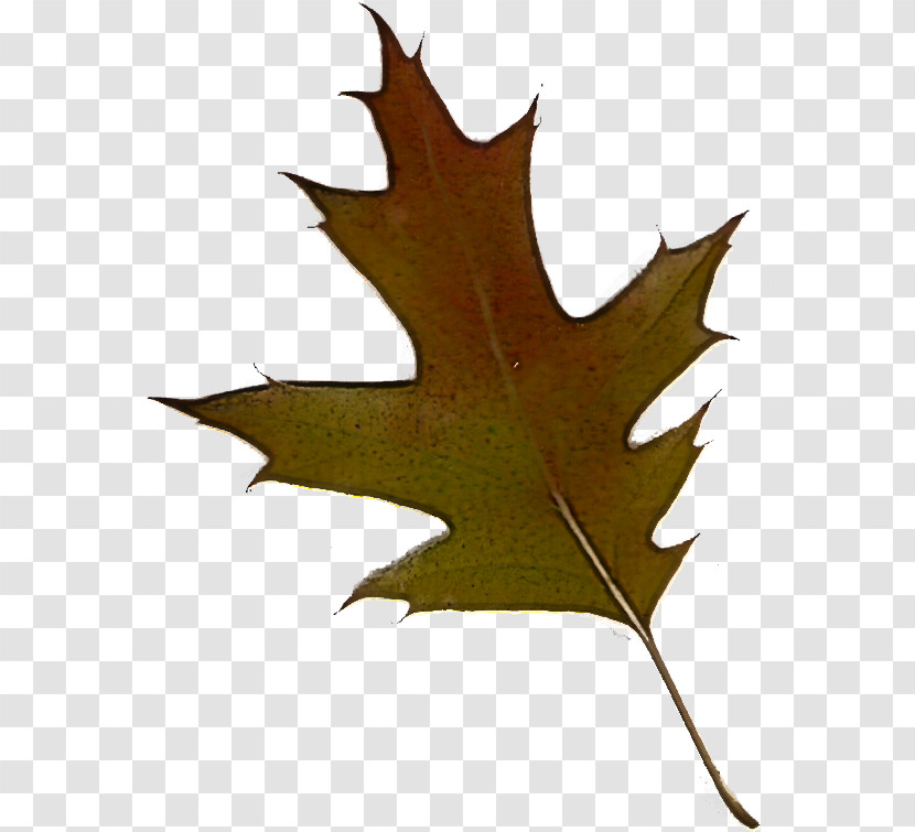 Maple Leaf Transparent PNG