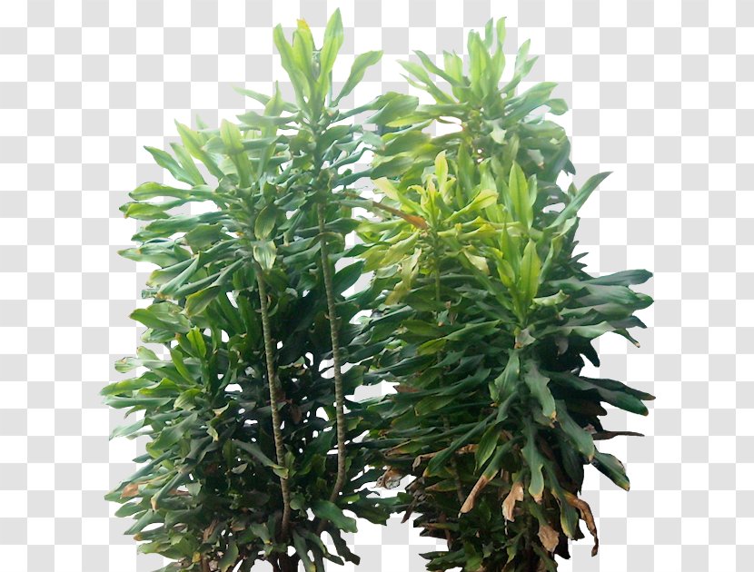 Siamese Fighting Fish Shrub Houseplant Tree - Cypress Family - Corn Leaves Transparent PNG