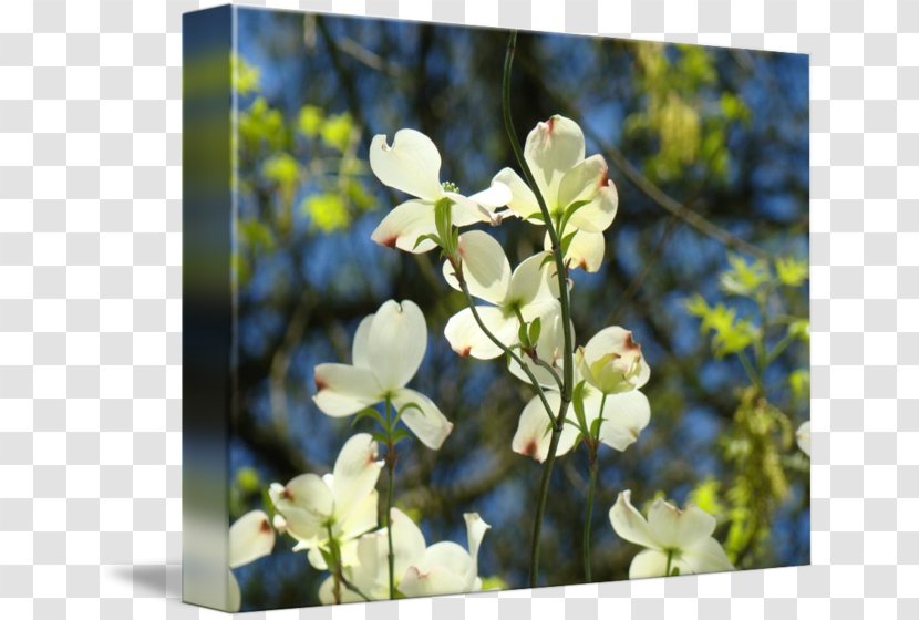 Flowering Plant Wildflower Branching - Flower - White Tree Transparent PNG