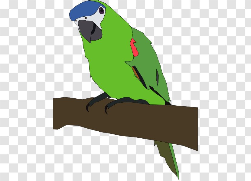 Amazon Parrot Bird Budgerigar Clip Art - Perico - Parrots Cliparts Transparent PNG