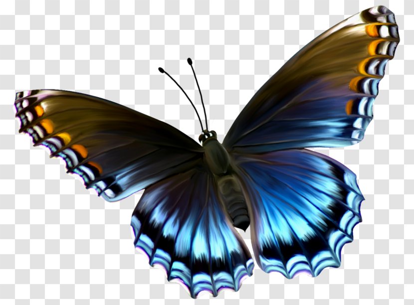 Glasswing Butterfly Insect Caterpillar Menelaus Blue Morpho - Arthropod Transparent PNG