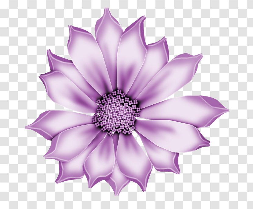 Lavender - African Daisy - Plant Transparent PNG