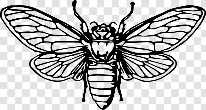 Beetle Cicadas Drawing Clip Art - Bees Insects Animals Transparent PNG
