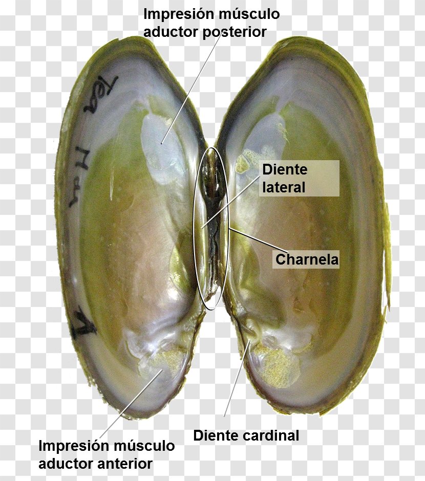 Clam Mussel Oyster Pectinidae - Organism - Concha Transparent PNG