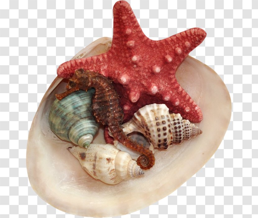 Seashell Conch Clip Art - Starfish Transparent PNG