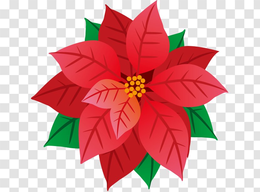 Illustration Image Poster Poinsettia - Winter Flowers Transparent PNG