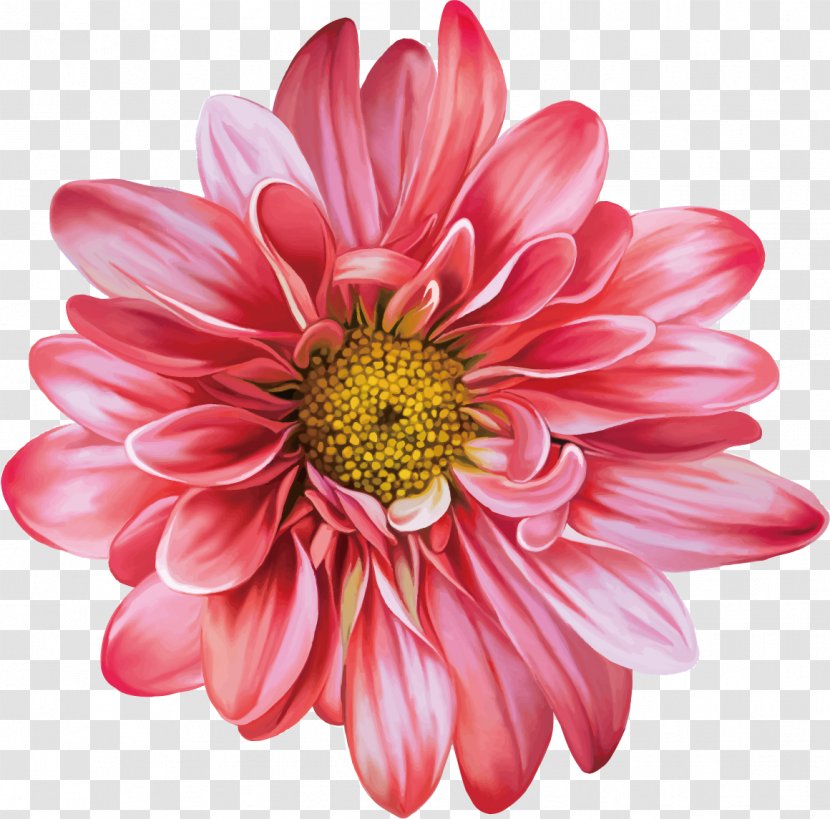 Flower Drawing Realism - Common Daisy - Chrysanthemum Transparent PNG