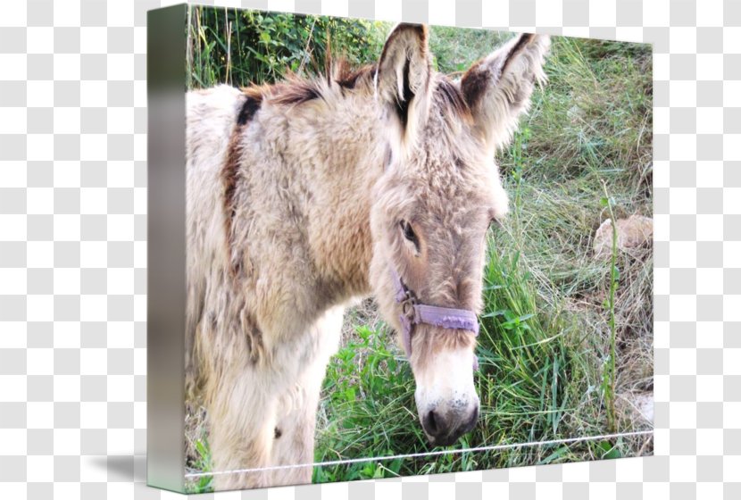 Mule Foal Mare Donkey Halter - Wildlife Transparent PNG