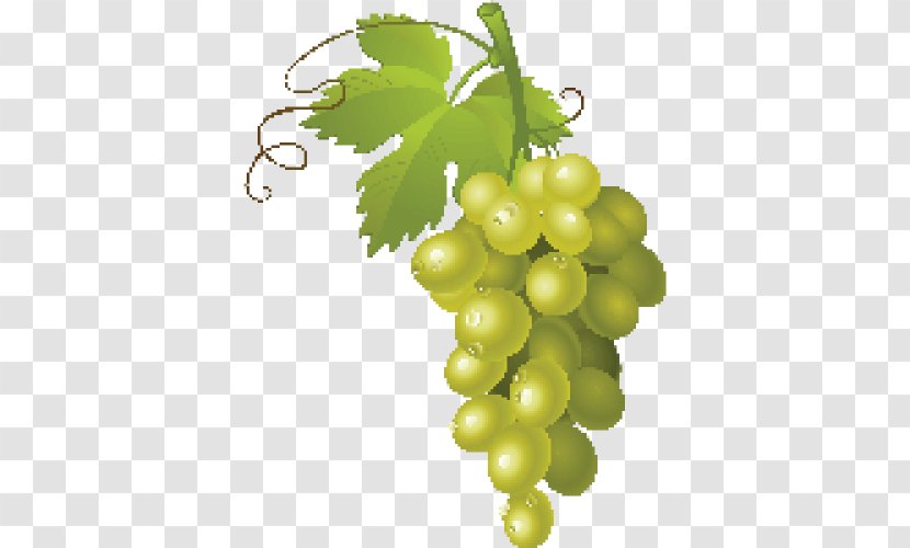 Common Grape Vine Wine Clip Art - Grapevines Transparent PNG