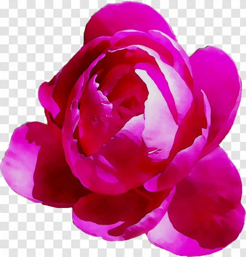 Garden Roses Peony Cabbage Rose Watercolor Painting Clip Art - Petal - Pink Transparent PNG