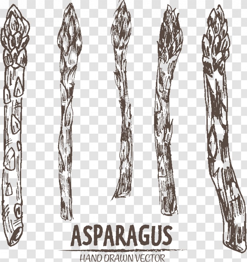 Vector Graphics Illustration Drawing Image - Arm - Asparagus Densiflorus Transparent PNG