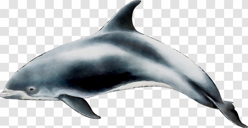 Spinner Dolphin Short-beaked Common Bottlenose Tucuxi Striped - Killer Whale Transparent PNG