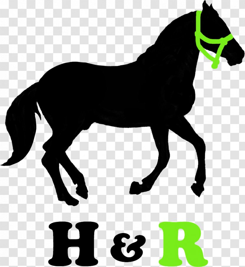 Mustang Stallion Pony American Paint Horse Equestrian - Livestock Transparent PNG