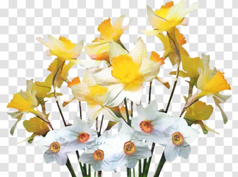 Clip Art Garden Wild Daffodil Image - Amaryllis Family Transparent PNG