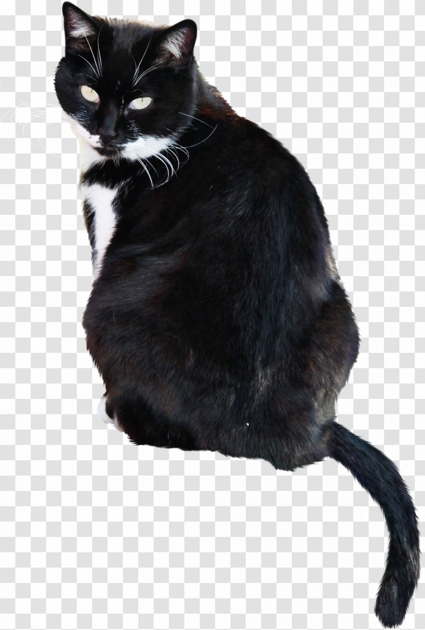 Bombay Cat European Shorthair Black Photography - Animal - West Unknown Transparent PNG
