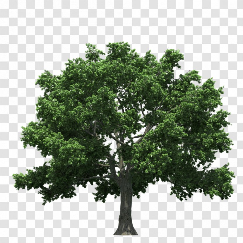 Tree Download - Plan Transparent PNG