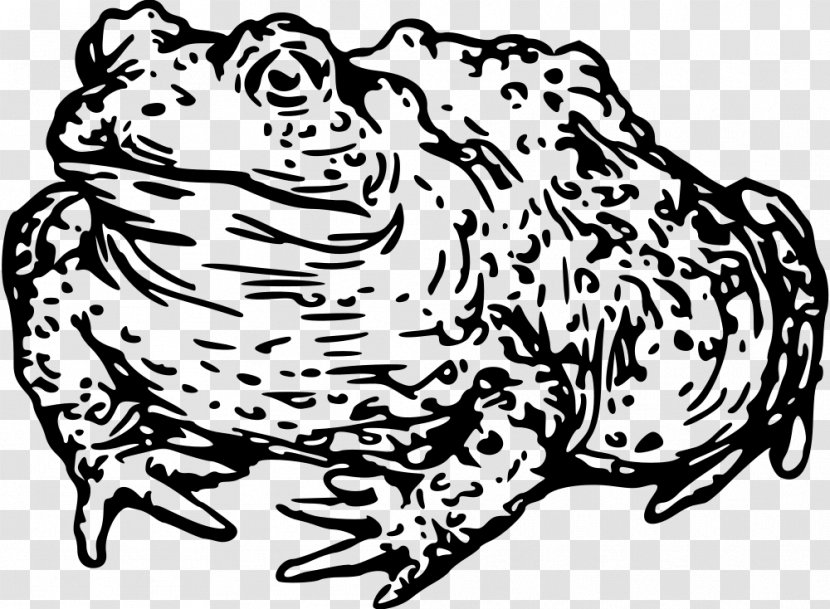 Cat Toad Frog Tiger Clip Art - Flower Transparent PNG