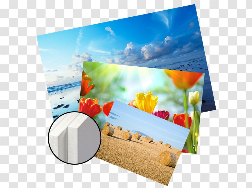 Paper Picture Frames Mural Petal Wallpaper - Painting - Photographic Transparent PNG