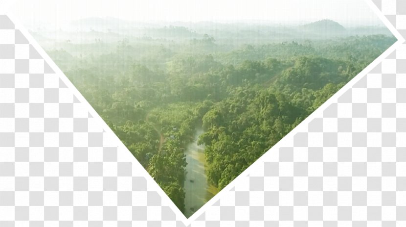 Borneo Orangutan Survival Deutschland Tropical Rainforest - Green Transparent PNG