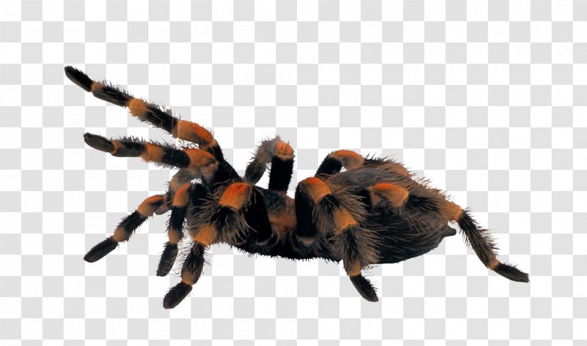 Spider Clip Art - Widow Spiders - Animals Transparent PNG
