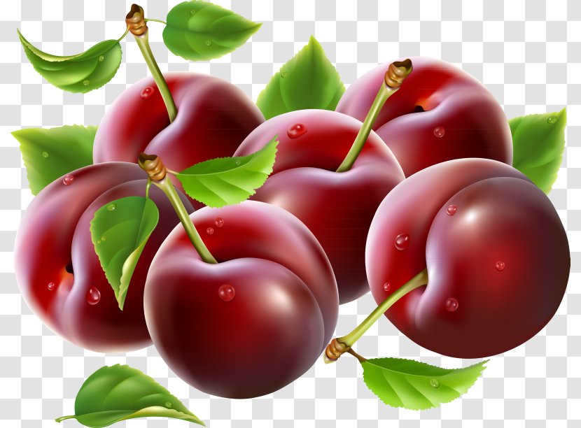 Prune Clip Art - Royaltyfree - Lingonberry Transparent PNG