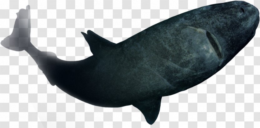 Shark Fish Marine Mammal Dolphin Porpoise - Organism - Seabed Transparent PNG