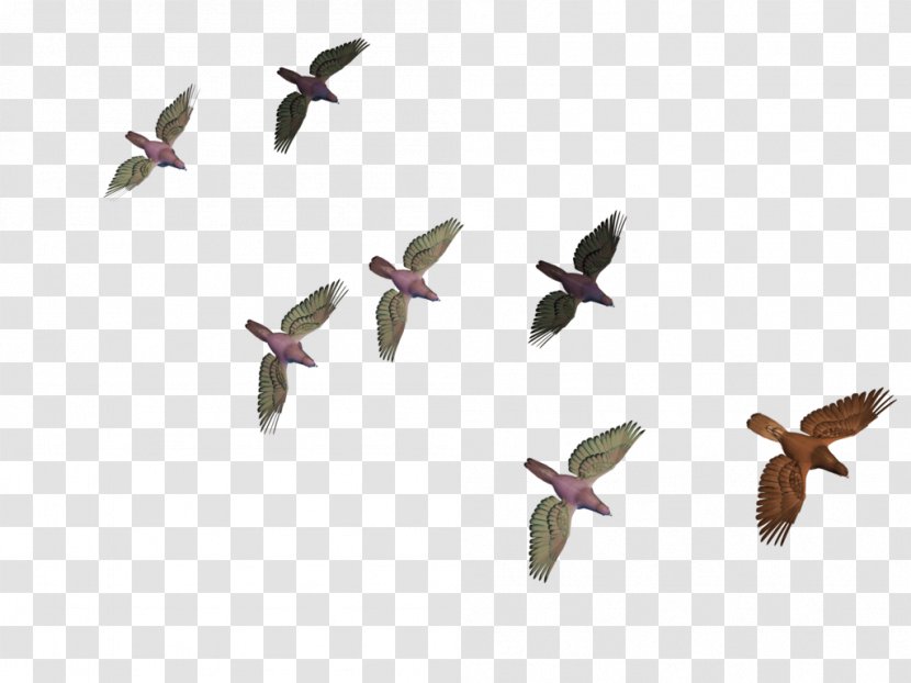 Bird Flight Columbidae Goose - Feather - Flying Birds Transparent PNG