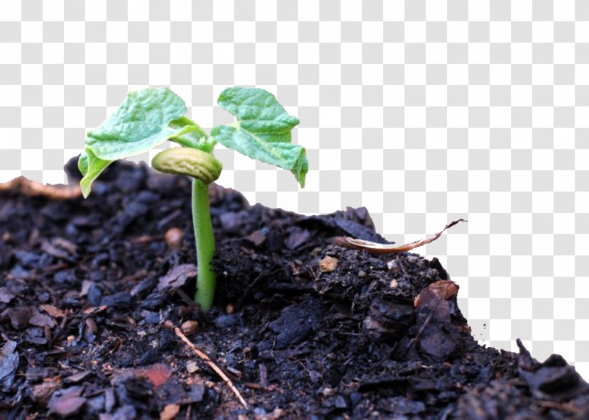 Common Bean Sprouting Vegetable Plant - Soil - Earth Sprout Transparent PNG