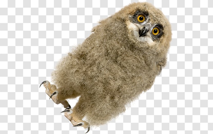 Owl Beak - Tenders Transparent PNG