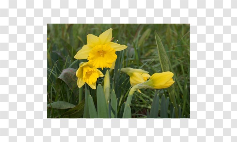 Narcissus - Flower - Peruvian Lily Transparent PNG